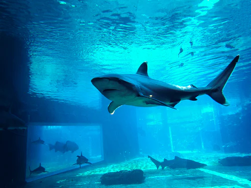 True Or False Sharks