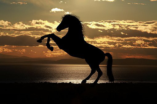 True Or False All Types Of Horses