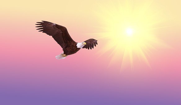 True Or False Flocks Of Birds Names