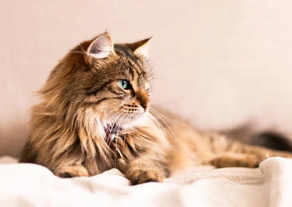 Quirky Cat Quiz