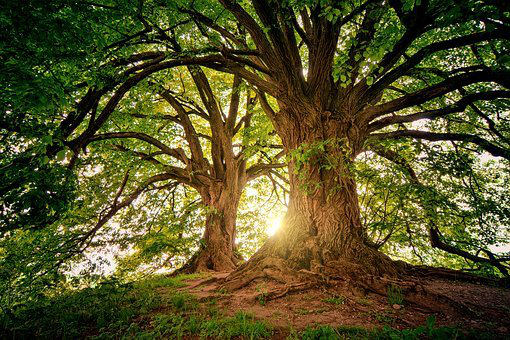Missing Vowels Trees In The UK