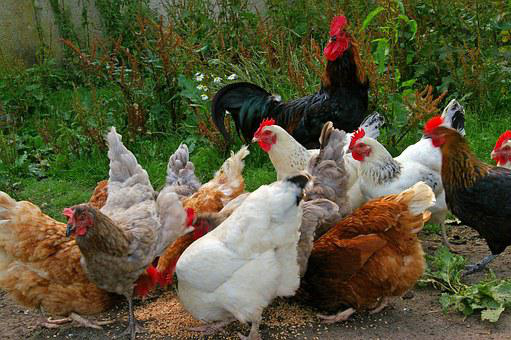 All About Chickens