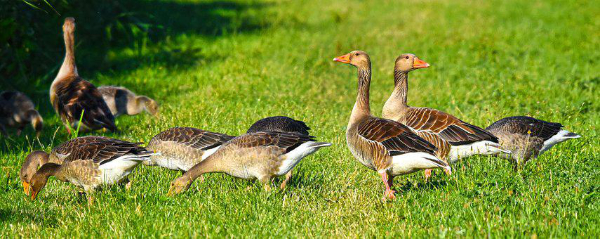Ducks and Geese