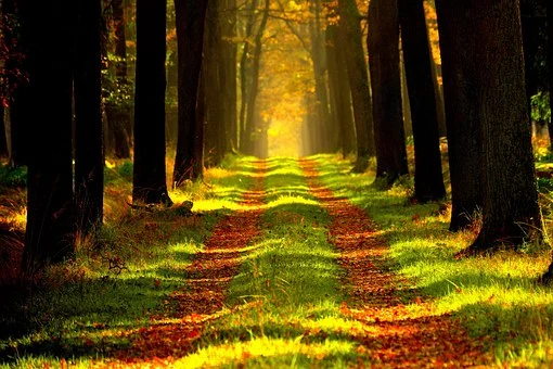 Forests of the World