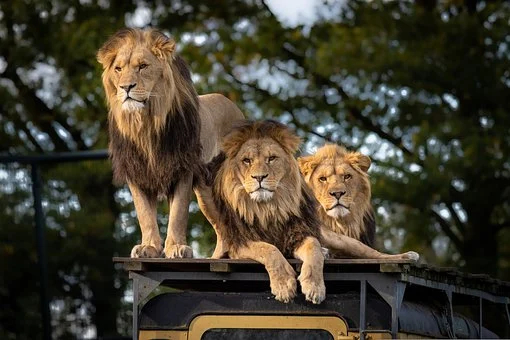 The World Of Zoos
