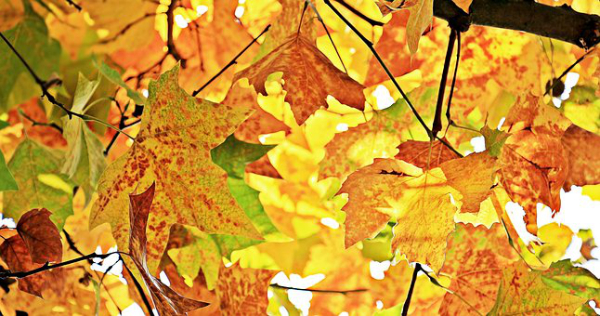 Autumn Trivia