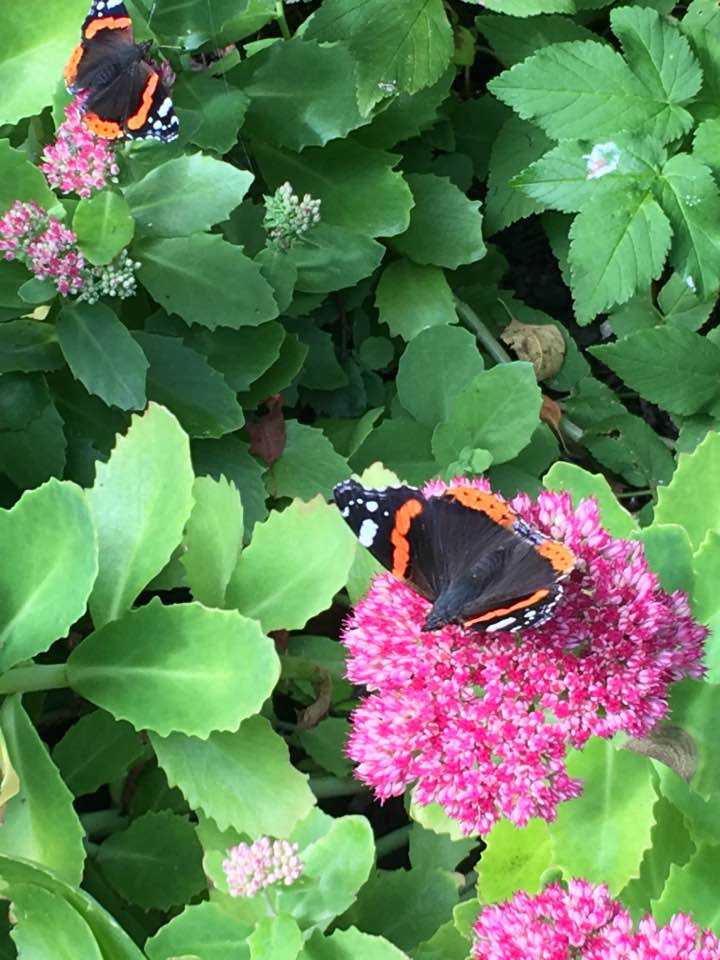 True or False Butterflies Of The World