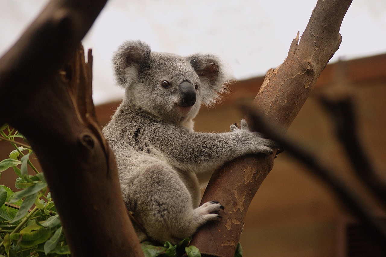 All About Australia -are they True or False Answers?